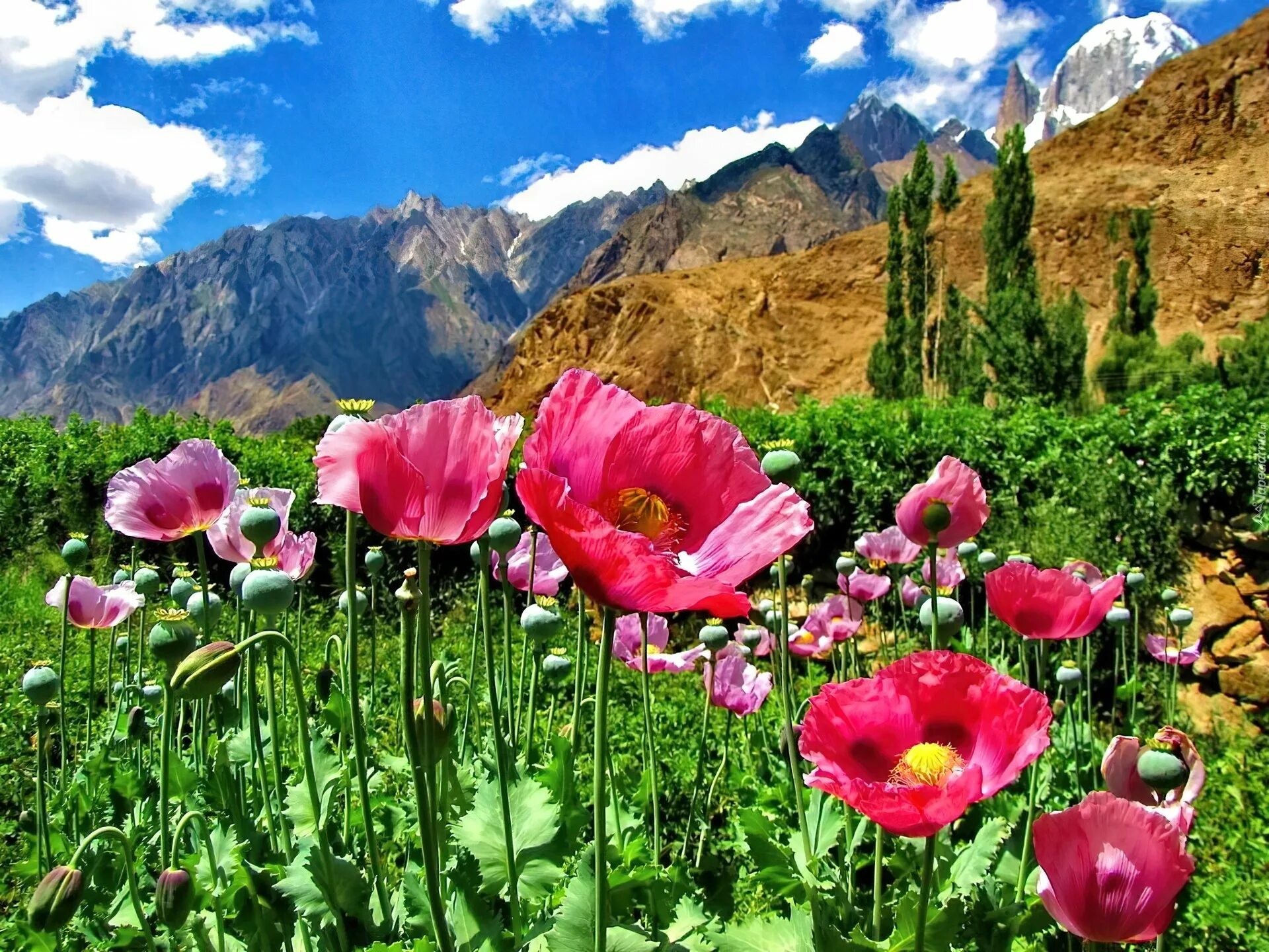 Кыргызстан горы маки. Горные тюльпаны Тянь Шаня. Маковые поля Таджикистана. Маки Таджикистан Памир. Таджикские цветы