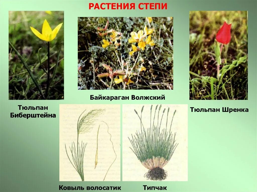 Рассмотри изображение ковыля ландыша тюльпана. Степной тюльпан Биберштейна. Растения растущие в степи. Растения зоны степей России. Типичные растения степи.