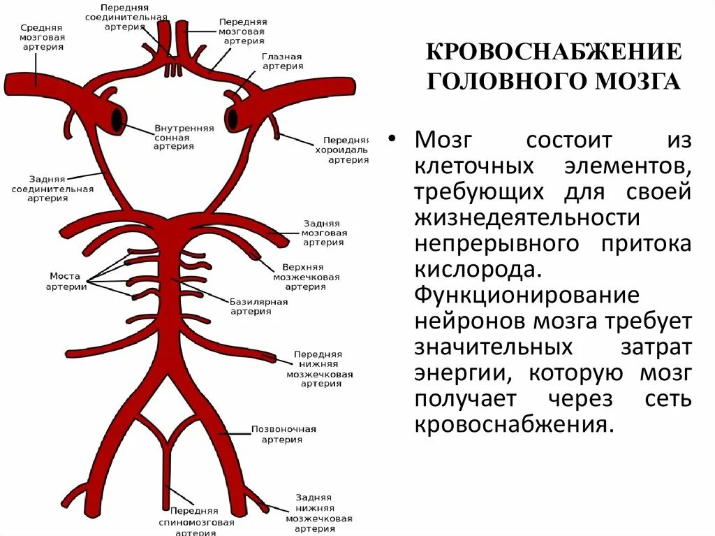 Артерии головного мозга симптомы. Анатомия головного мозга человека кровоснабжение. Ветви внутренней сонной артерии схема. Кровоснабжение головного мозга схема. Кровоснабжение мозга Виллизиев круг.