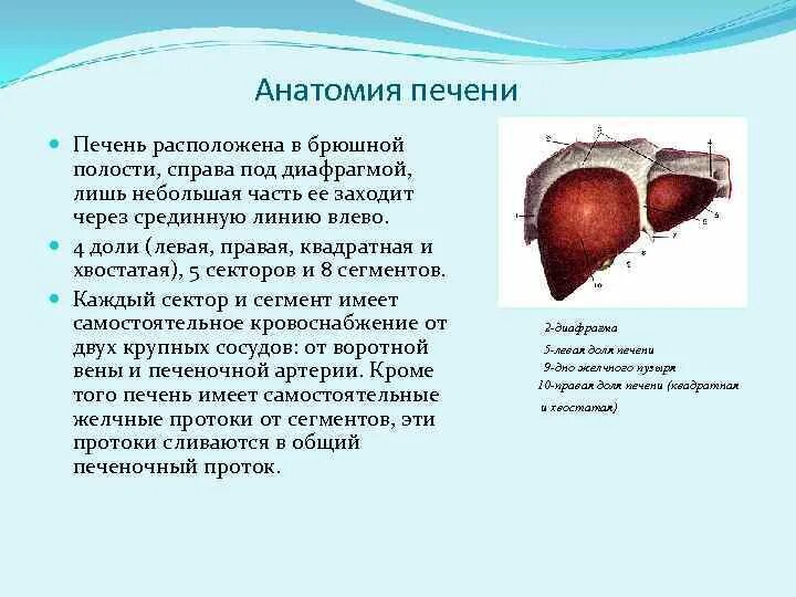 Правая граница печени. Печень анатомия кратко. Печень кратко.