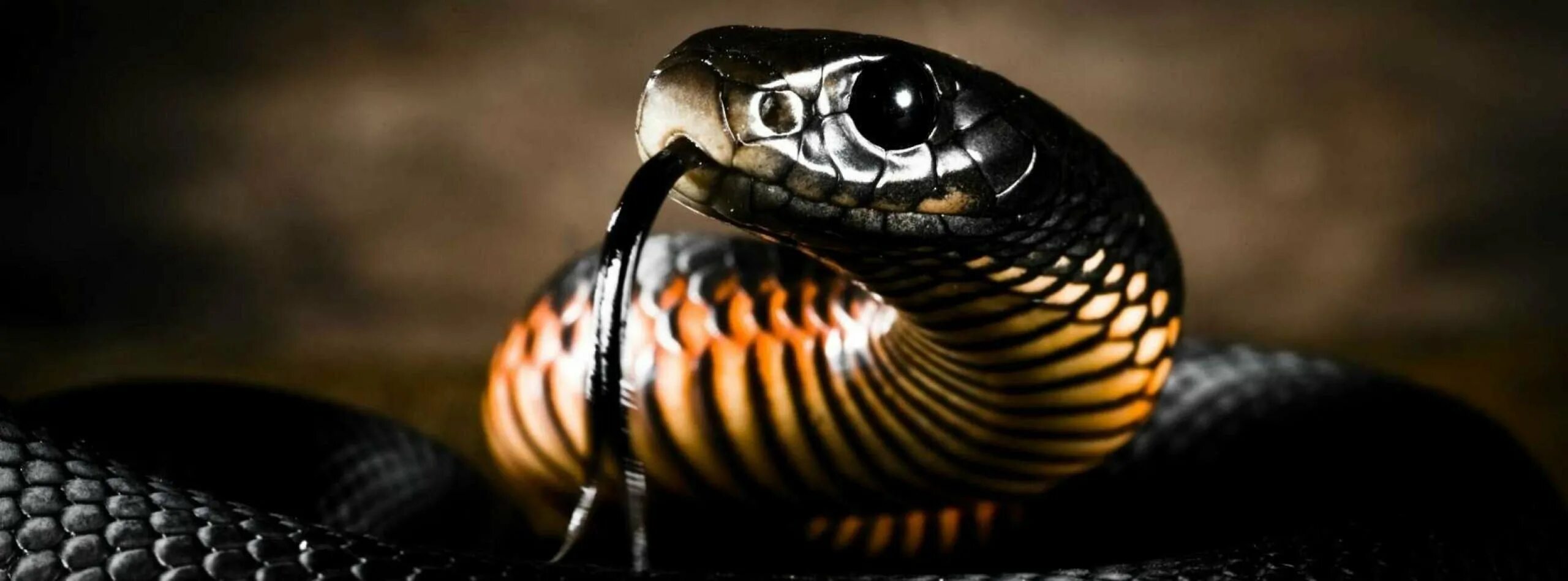 Скачай красивая кобра. Глаза черной мамбы. Черная змея морда. Змеи кобры тёмные. Большая и красивая Кобра.