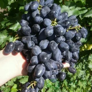 Виноград академик