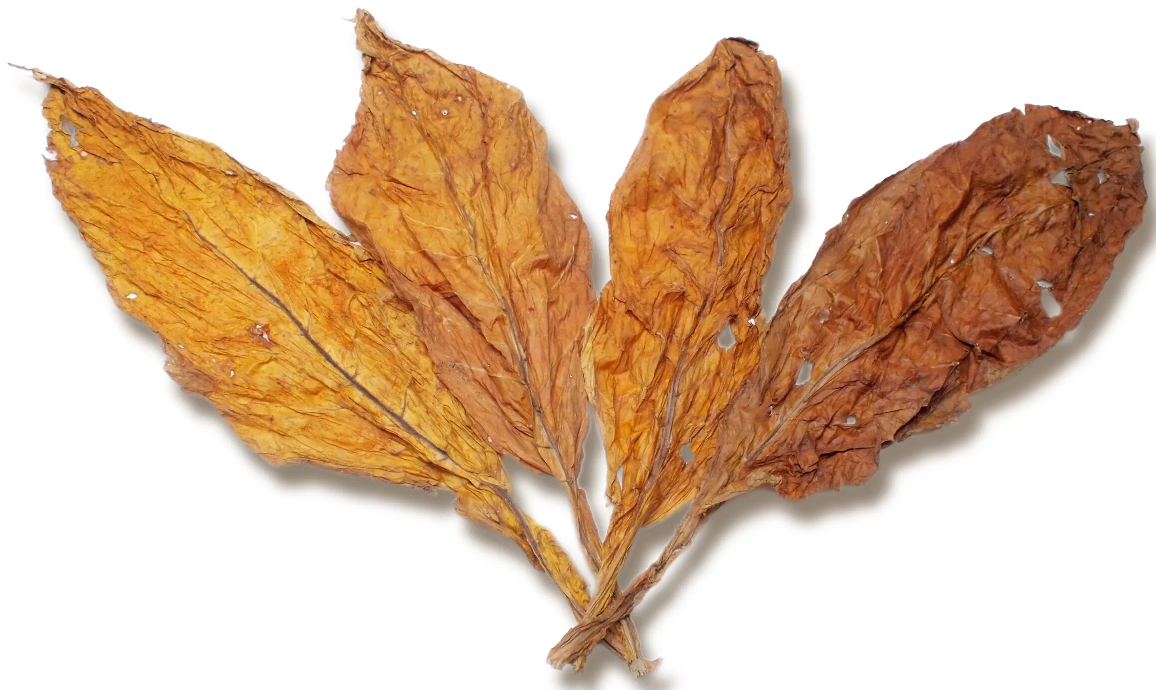 Сухие листья купить. Табачный лист Берли. Листья табака. Сухие листья табака. Листья табака сушеные.