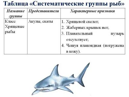 Классы хрящевых рыб таблица