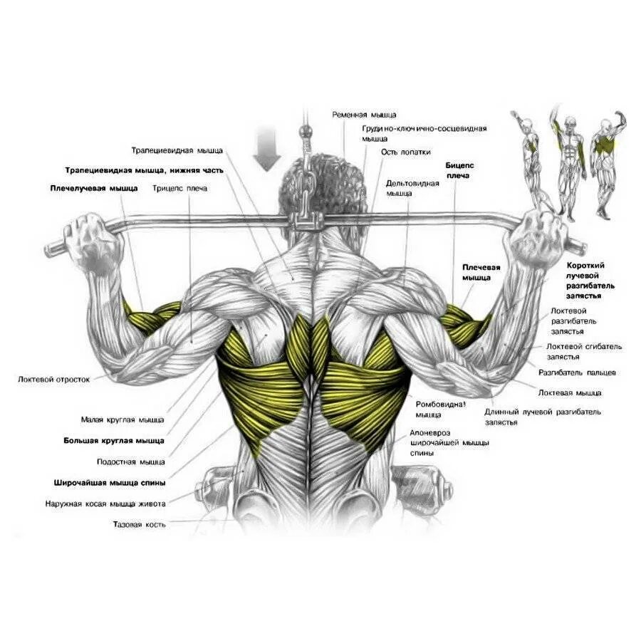 Как накачать спину мужчине. Упражнения для развития мышц спины в зале. Упражнения для широчайших мышц в тренажерном зале. Мышцы спины как прокачать упражнения. Упражнения для тренировки широчайших мышц спины.