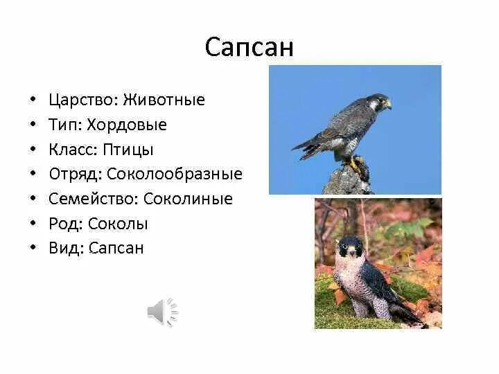 Птицы класс отряд семейство. Вид класс семейство род у птиц. Царство Тип класс отряд вид. Птицы царство Тип класс отряд семейство род вид. Птицы отряд класс Тип.