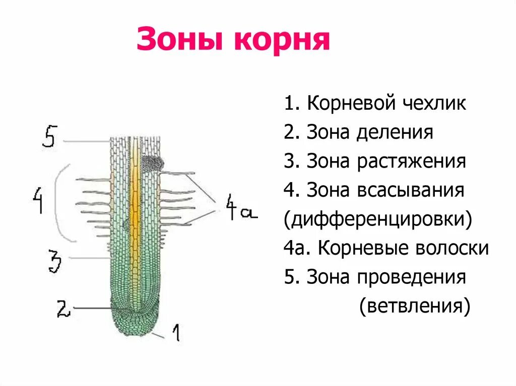 Строение зоны корня рисунок. Корневой чехлик зона деления. Зоны деления корня корневой чехлик. Корневой чехлик зона роста. Строение корня корневой чехлик корневые волоски зоны корня деления.