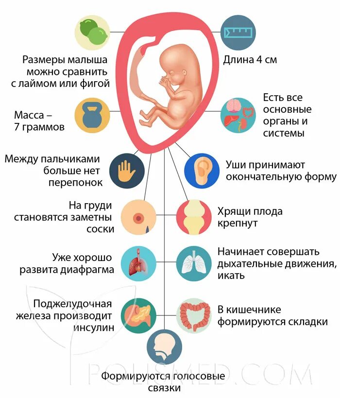 Размер малыша на 11 неделе беременности. Ребёнок 11 недель беременности эмбрион. Одиннадцать недель беременности размер плода. Ребёнок в 11 недель беременности размер плода.