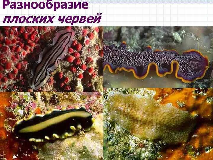 Плоские черви разнообразие. Многообразие плоских червей. Морские плоские черви. Ядовитые плоские черви.