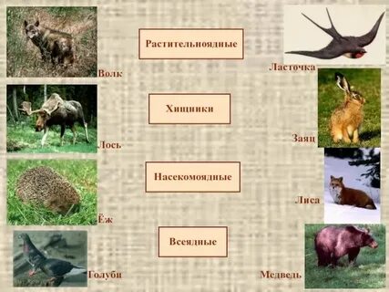 Травоядные это какие животные