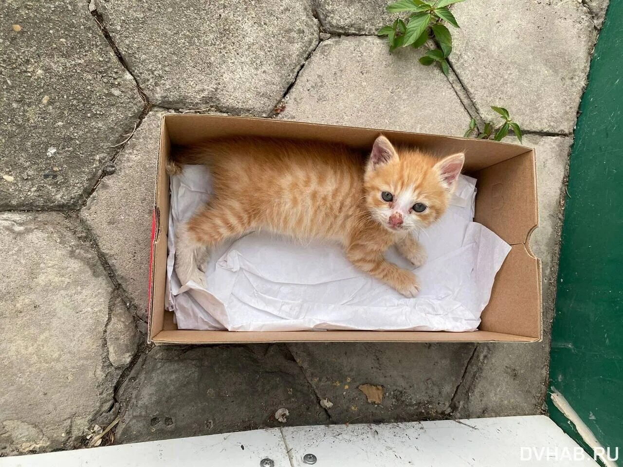 Когда день котят. Бездомные котята. домик для бездомного кота. кошки маленькие. домики для бездомных котов в городе.