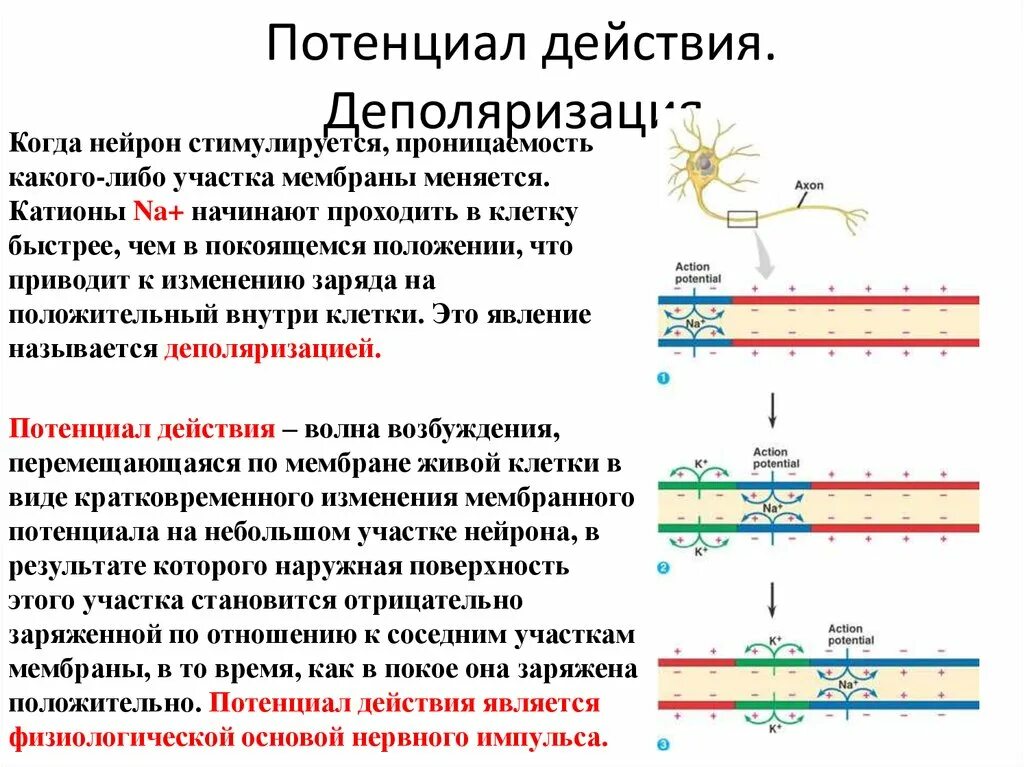 Имеют большой потенциал. Механизм образования мембранного потенциала действия. Параметры потенциала покоя и потенциала действия.. Принцип формирования потенциала действия. Фазы потенциала действия мышечного волокна.