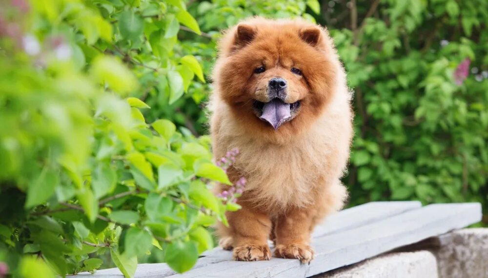 Порода чау чау. Порода чао чао. Чао это. Чау-чау тибетский. Порода чау чау.