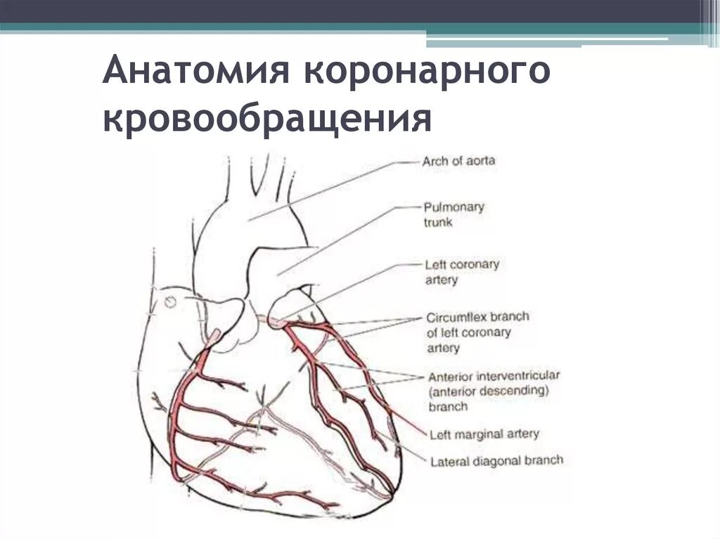 Коронарные сосуды сердца, венечный круг. Коронарный круг кровообращения схема. Схема сосудов венечного круга кровообращения. Коронарное кровообращение схема физиология.