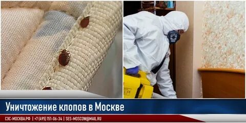 Сэс клопы отзывы