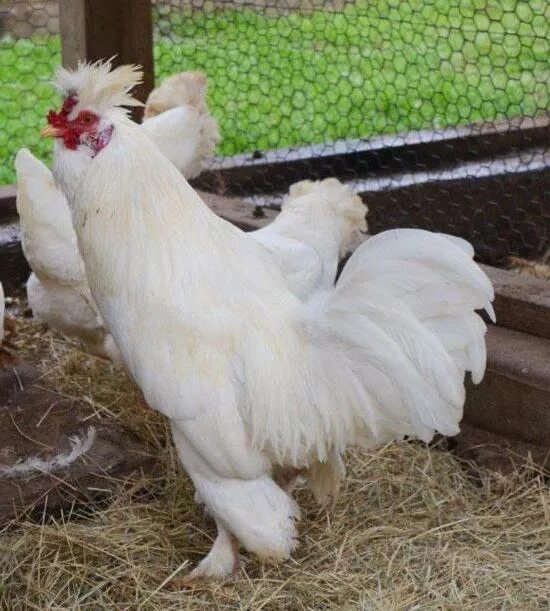 Белая курица гребень на бок. Леггорн и Ломан Браун. Белая курица Несушка порода. Породы белых кур.
