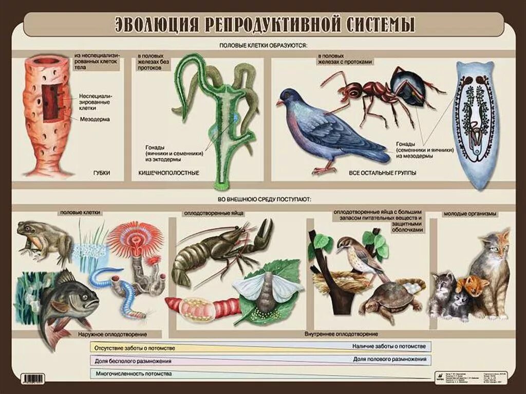 Система органов животных 8 класс биология. Эволюционные преобразования животных в репродуктивной системе. Эволюция систем органов животных пищеварительная система. Эволюция пищеварительной системы у беспозвоночных животных. Эволюция органов репродуктивной системы таблица.