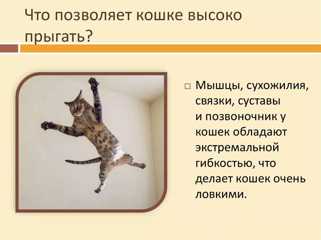 Кошка прыгает. Высота кошки. Кот прыгает в высоту. Кошка прыгает высоко.