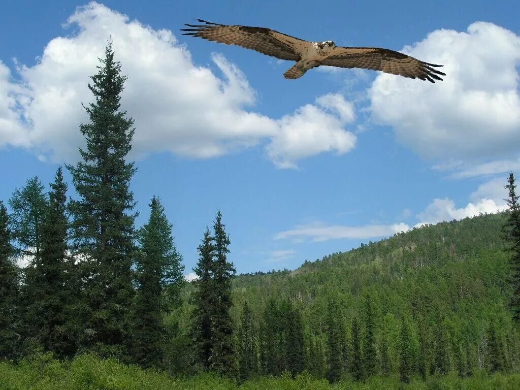 Птицы над лесом. Орел над лесом. Сокол в небе. Полет над лесом.