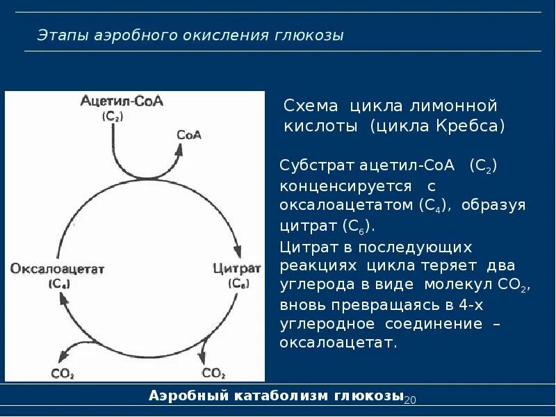 Окисление молекулы глюкозы. Цикл кребса глюкоза. аэробное окисление глюкозы. этапы окисления глюкозы. этапы аэробного окисления.