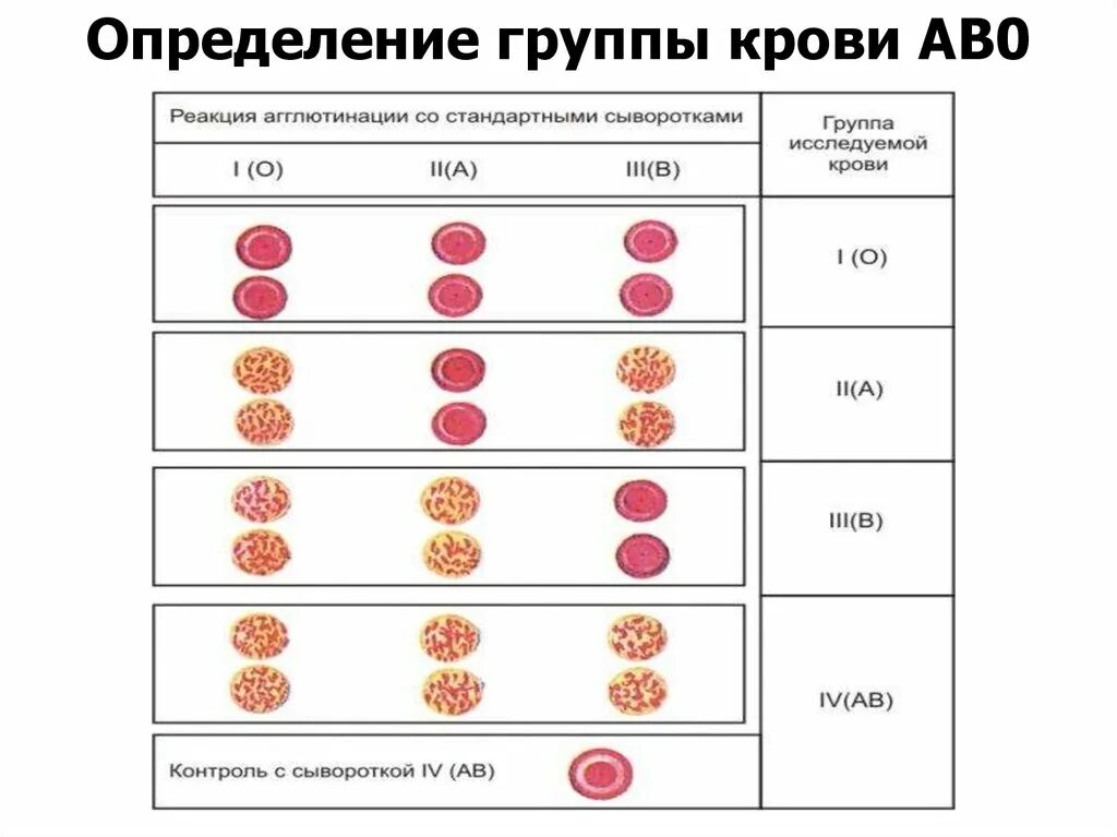 Группа крови Цоликлоны резус таблица. Реакция агглютинации группы крови. Определение группы крови по реакции агглютинации. Определение группы крови методом агглютинации. Откуда берет кровь на группу крови