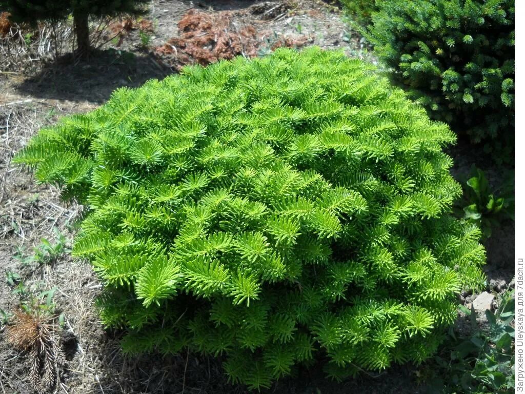 Низкорослые хвойные. Abies Koreana Tundra. Пихта Абиес Кореана. Пихта корейская Абиес Кореана. Пихта корейская тундра.