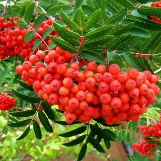 Рябина декоративная