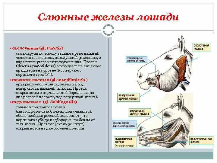 Слюнные железы лошади. Слюнные железы животных. Слюнные железы анатомия животных. Слюнные железы млекопитающих.