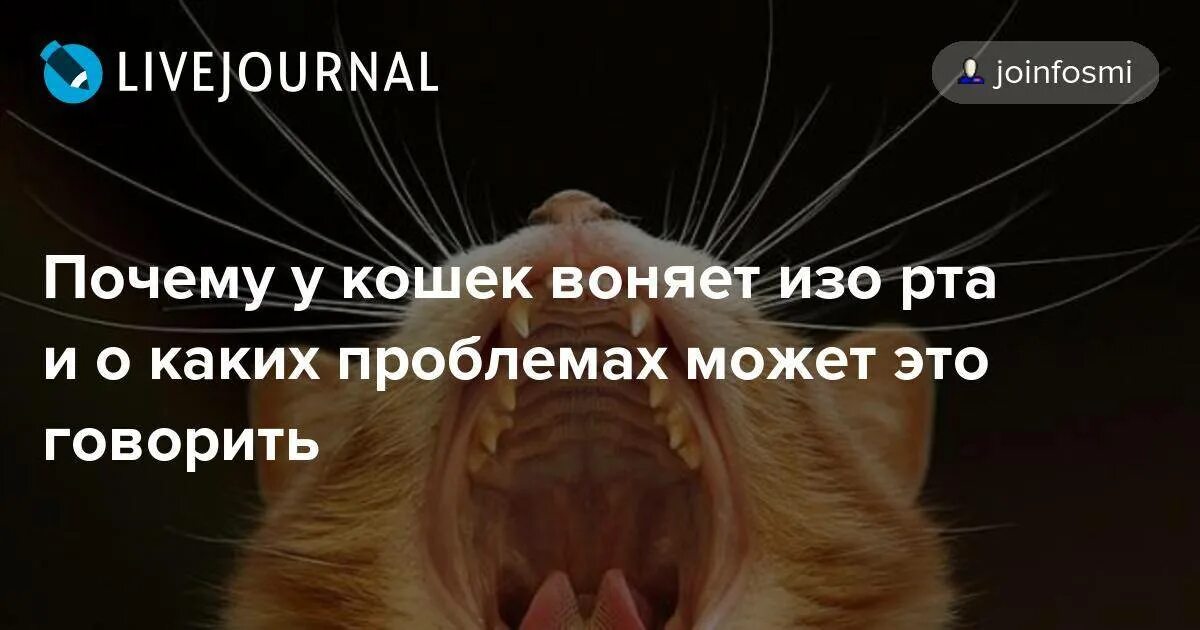 Почему у кошек текут слюни изо рта. Почему у кошки пахнет изо рта. котам от запаха изо рта.