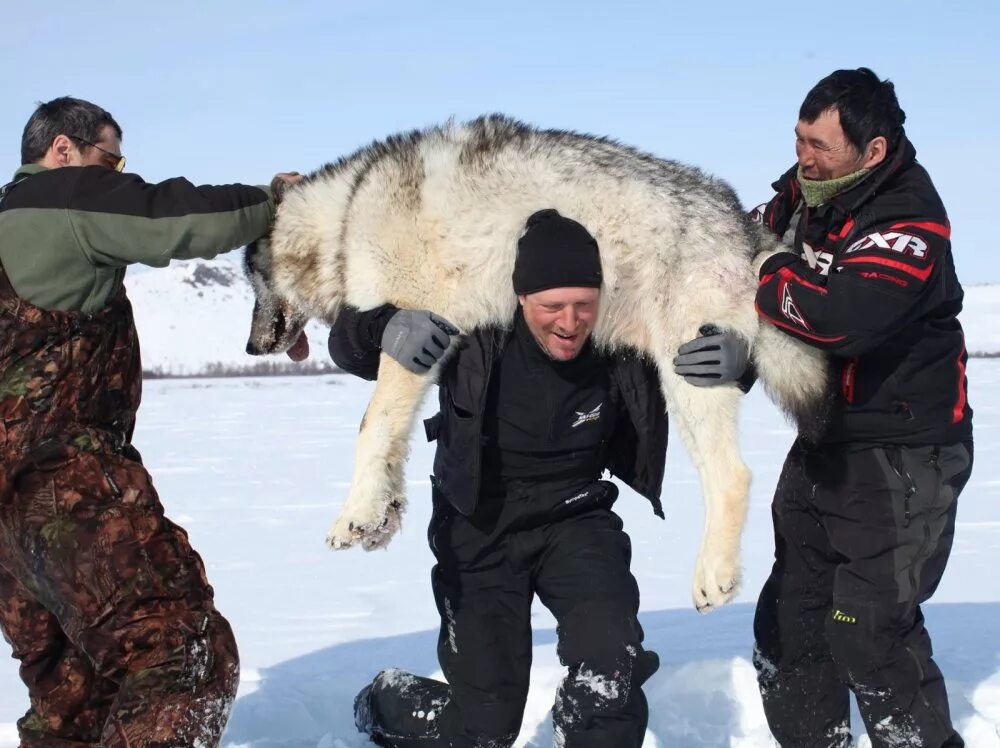 Самой большой волк в мире. Якутский Полярный волк. Полярный волк Таймыр. Северный Тундровый Якутский волк. Полярный волк Камчатка.