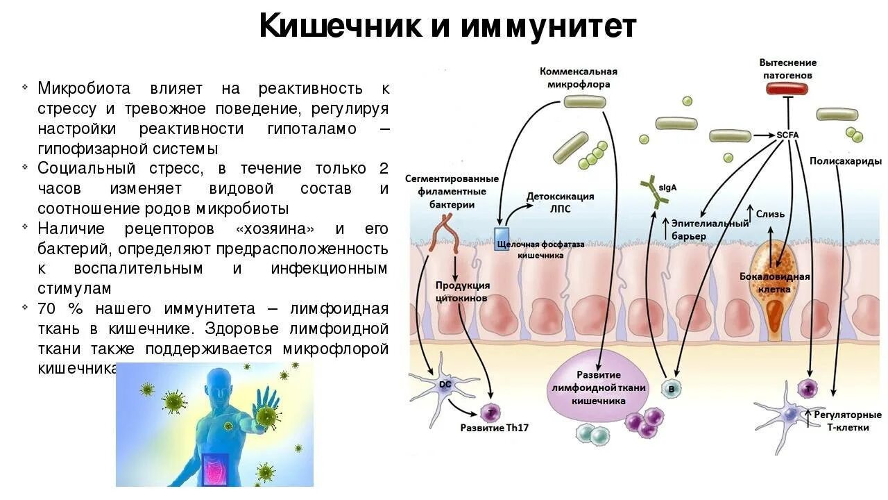 Что значит иммунная. Иммунная система кишечника. Иммунитет и иммунная система. Кишечник и иммунитет связь. Иммунные клетки в кишечнике.