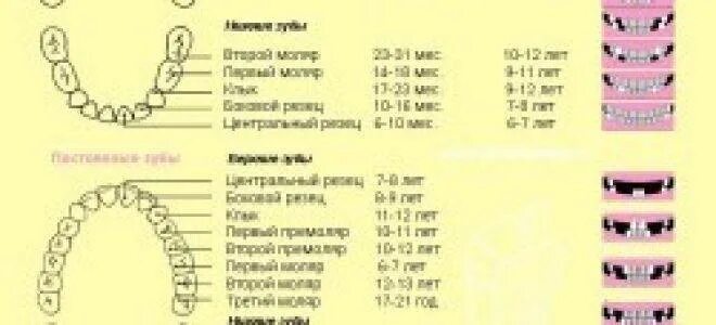 Зубы у детей схема прорезывания постоянных зубов. Прорезывание зубов моляров. Схема прорезывания постоянных зубов у детей по возрасту. Схема роста коренных зубов у детей. Коренные зубы у детей симптомы