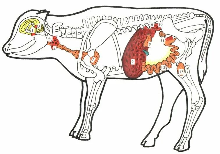 Топография желез внутренней секреции коровы. Эндокринная система коровы. Строение поджелудочной железы КРС. Эндокринная система поджелудочной железы. Поджелудочная железа свиньи