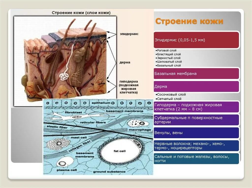 Слой кожи название строение функции. Строение кожи эпидермис дерма гиподерма. Базальная мембрана эпидермиса. Слои структуры строения кожи. Строение кожи послойно.