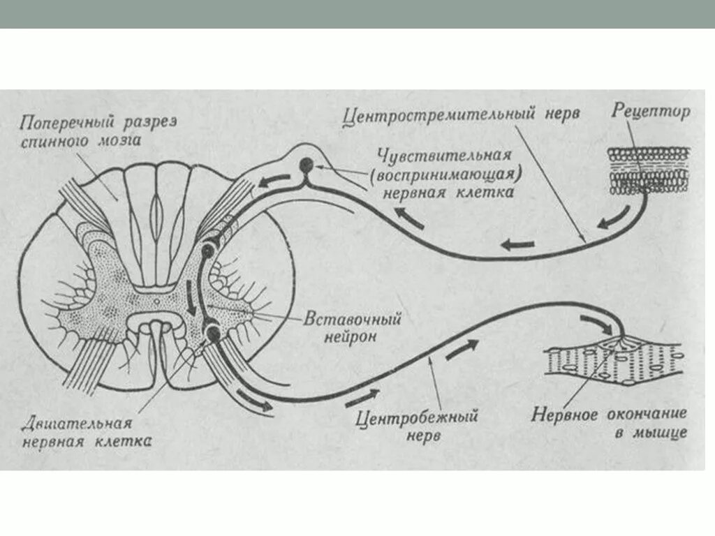 Схема рефлекторной дуги соматического рефлекса. Рефлекторная дуга спинного мозга. Рефлекторная дуга соматического спинального рефлекса. Рефлекторная дуга соматического и вегетативного рефлекса.