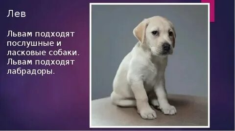 Породы собак с крепким здоровьем
