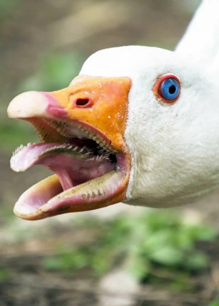 Geese have "teeth"? - Album on Imgur