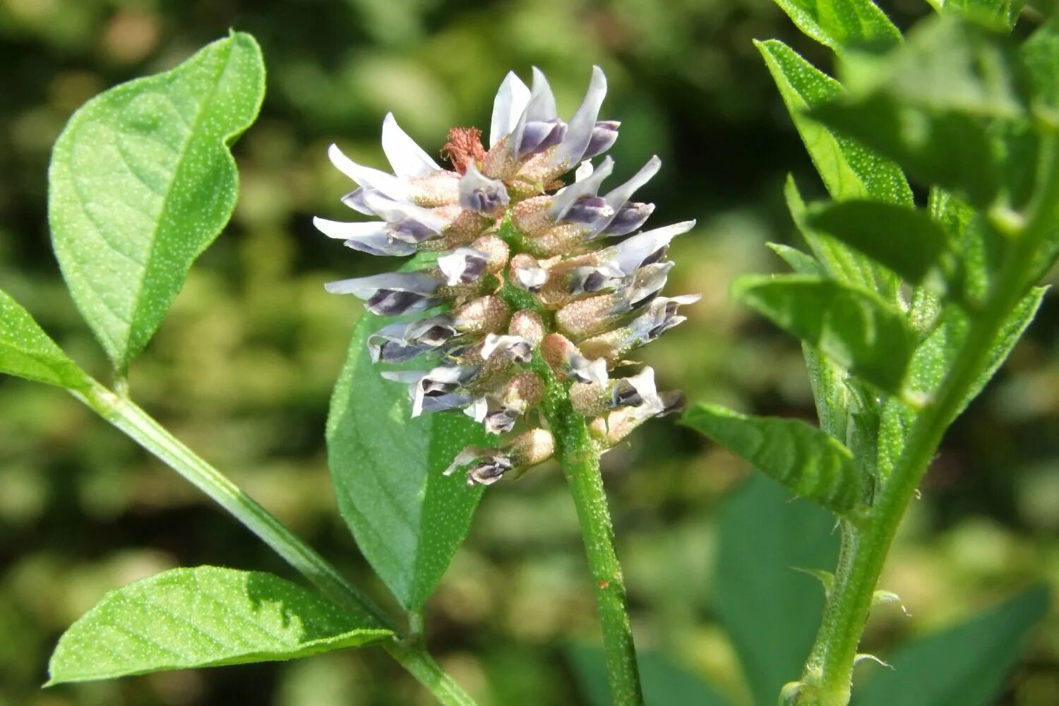 Солодка мята. Glycyrrhiza glabra. лакрица солодка растение. корень солодки, солодка уральская, лакричник.