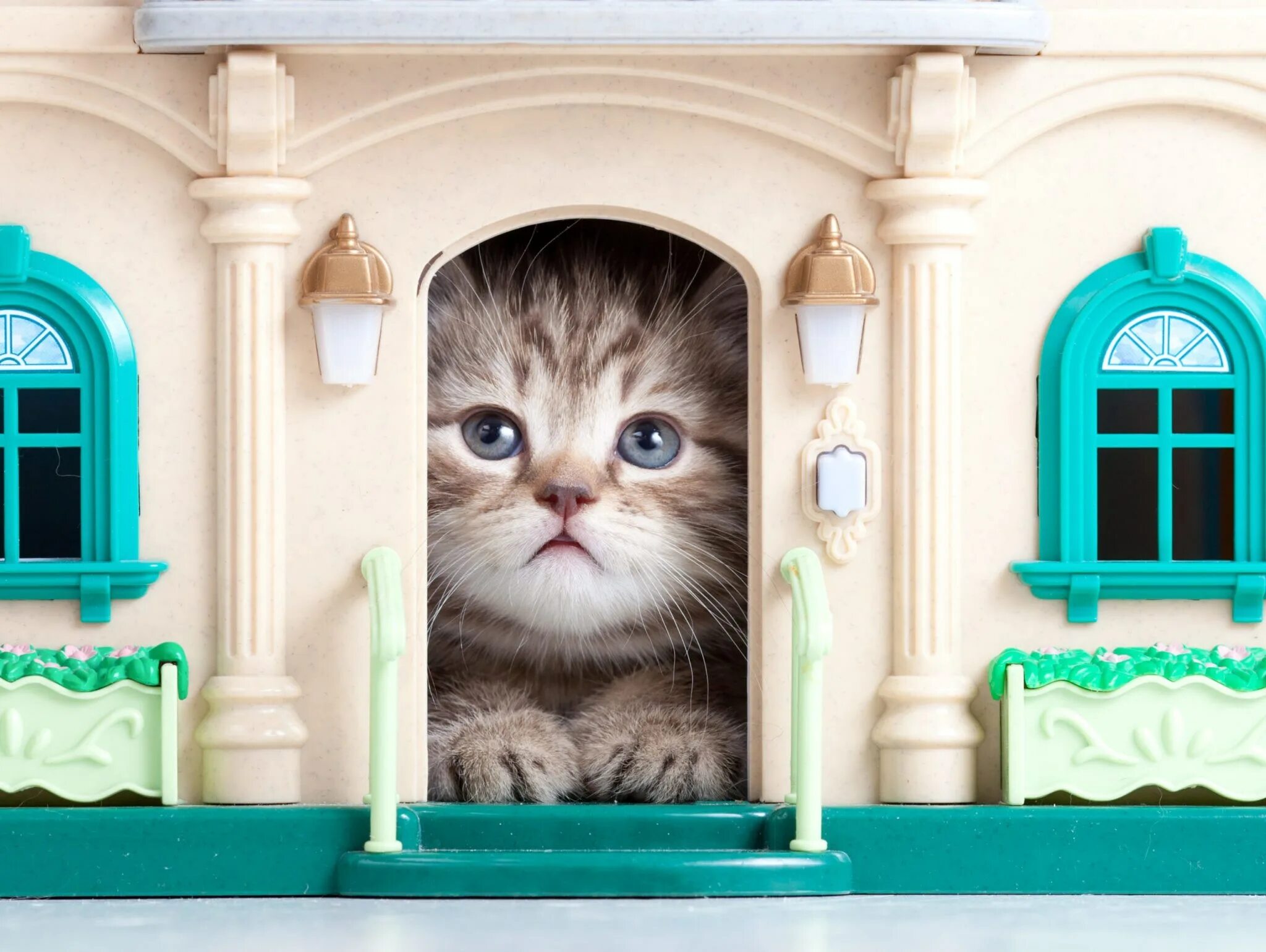 Домик для кошек. Дом для котика. Красивый домик для котика. Милые домики с котиками. Включи видео house