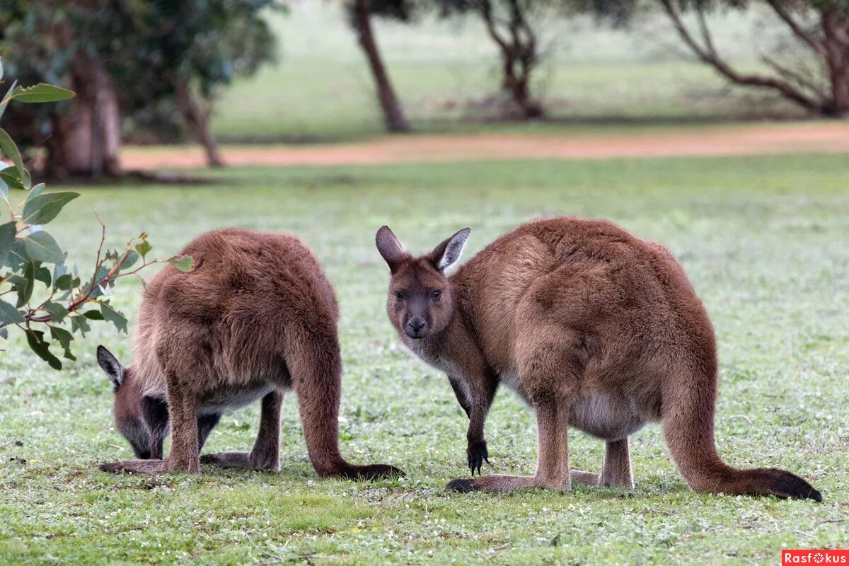 Какой символ австралии. Кенгуру в Австралии. Кенгуру символ Австралии. Карликовый кенгуру. Рыже-серые валлаби. Шотландии.