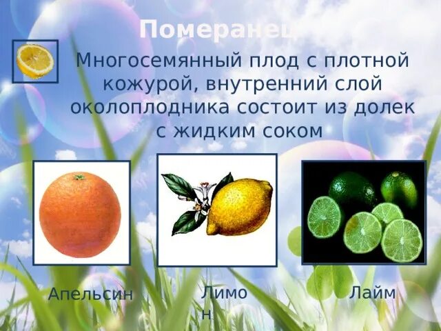 Плоды могут образоваться у растений отдела какого