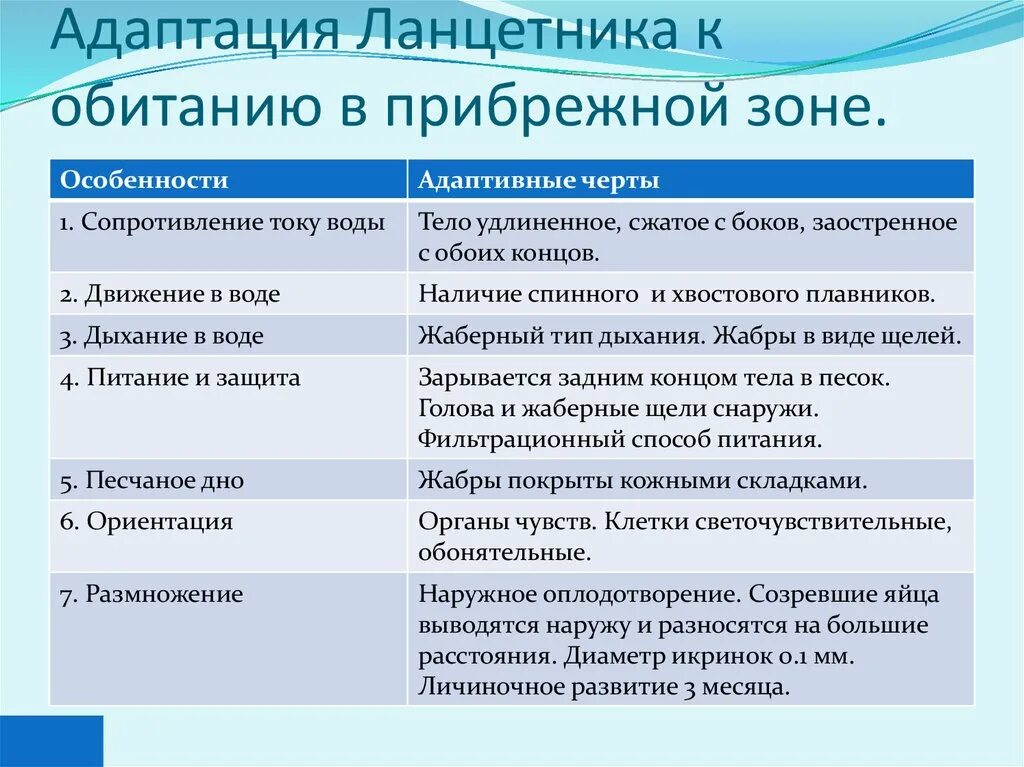 Биология тест тип хордовые. Адаптации ланцетника к обитанию в прибрежной зоне. Характеристика ланцетника. Общая характеристика ланцетника. Примитивные черты строения ланцетника.