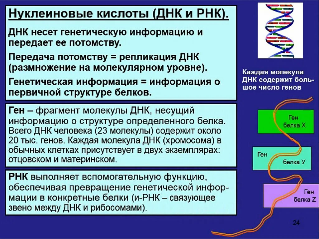 Кислотные белки