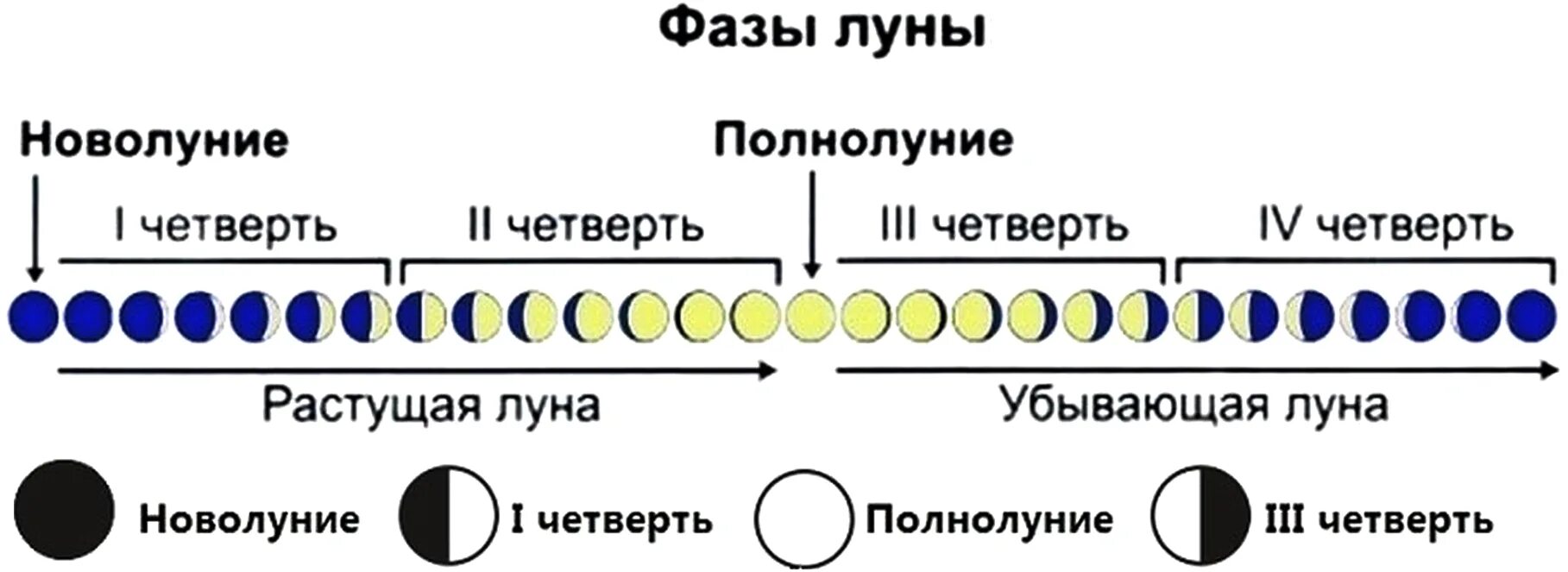 Фазы Луны. Фаза растущей Луны. Фазы Луны новолуние. Сколько длится фаза Луны. Когда закончится новолуние