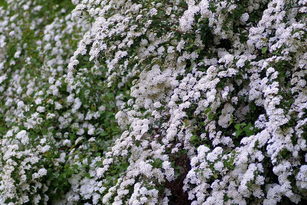 Спирея с белыми цветами. Спирея Вангутта (Spiraea vanhouttei). Спирея серая Грефшейм. Спирея Вангутта Живая изгородь. Спирея серая Вангутта.