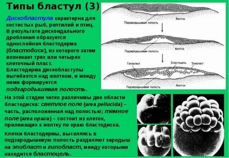 Полость однослойного зародыша называется