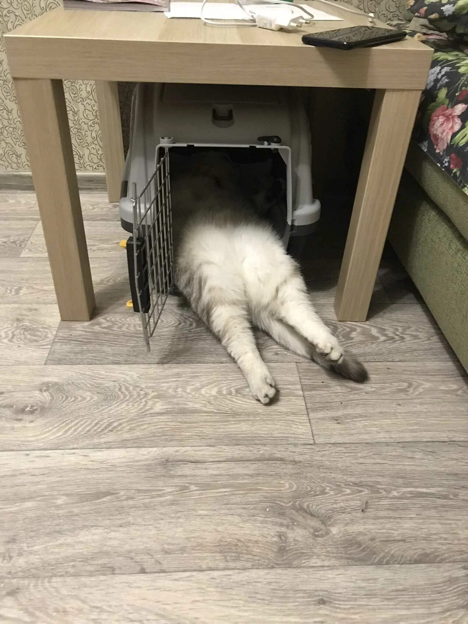 Как отучить кота лазить на стол. Кот лезет на стол. кот залезает на стол. котик залазит на стол. отучить кота лазить по столам.
