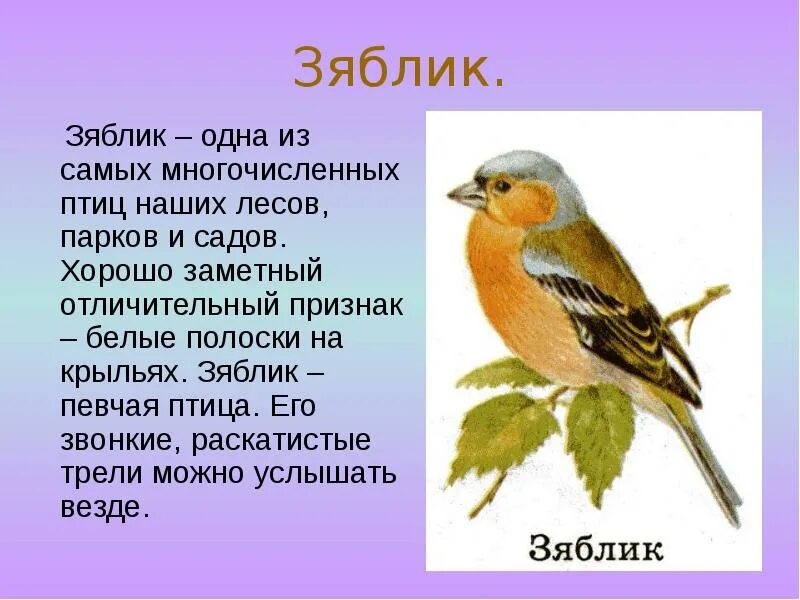 Краткий рассказ о птице. Зяблик Перелетная птица или зимующая. Зяблик Перелетная птица. Рассказ о перелетных птицах 2 класс окружающий мир Зяблик. Рассказ про зяблика 1 класс окружающий мир.