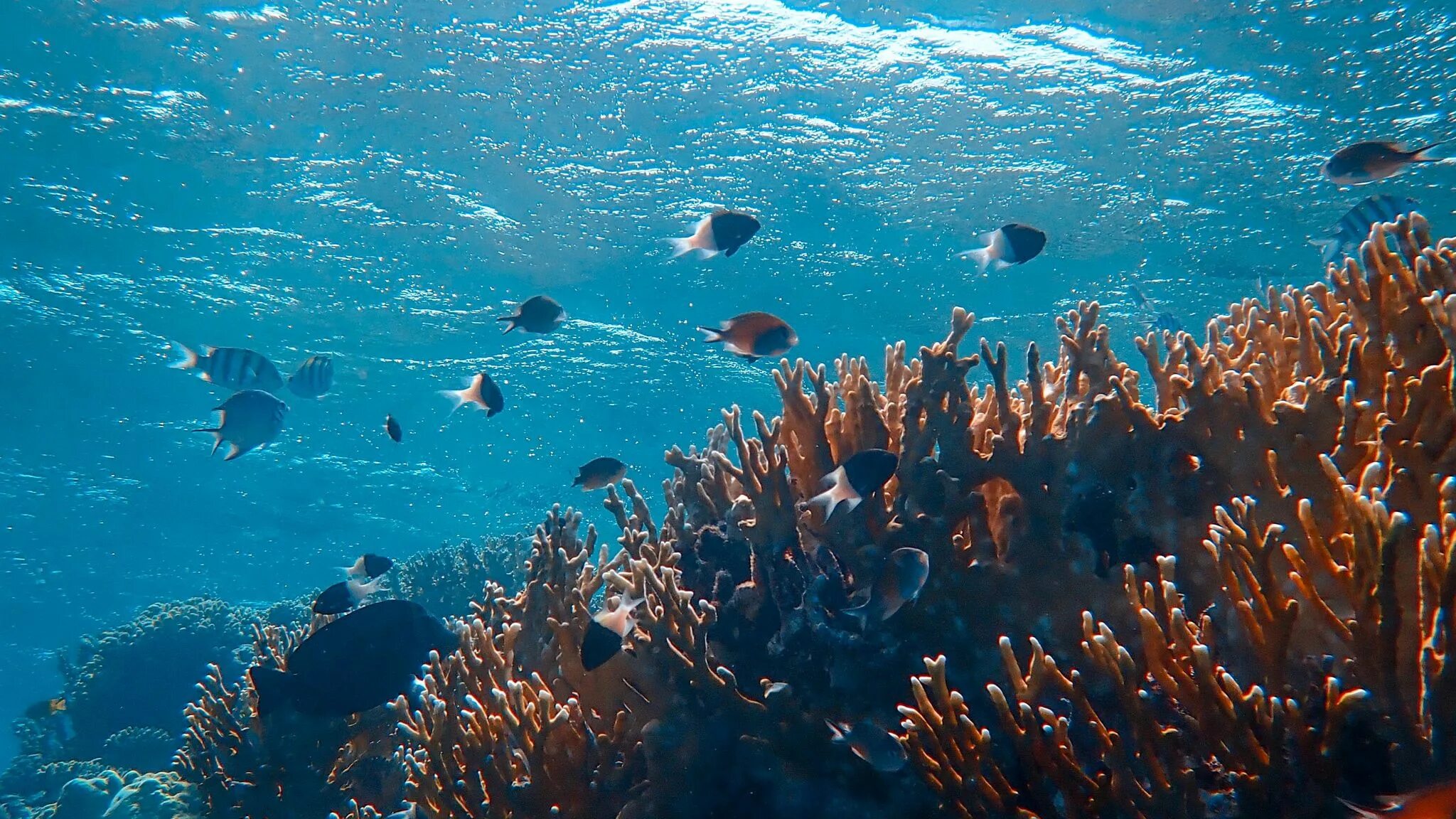 Морские глубины. Морское дно. Дно моря. Дно океана. Жизнь морского океана