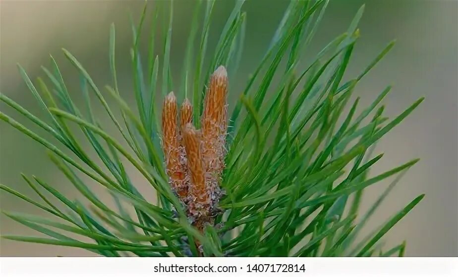 Pine up. Pine up